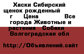 Хаски Сибирский (щенок рожденный 20.03.2017г.) › Цена ­ 25 000 - Все города Животные и растения » Собаки   . Волгоградская обл.